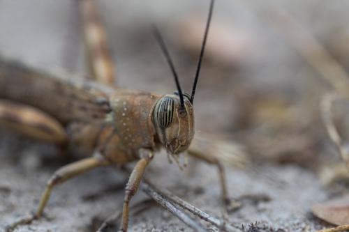 Anacridium sp.